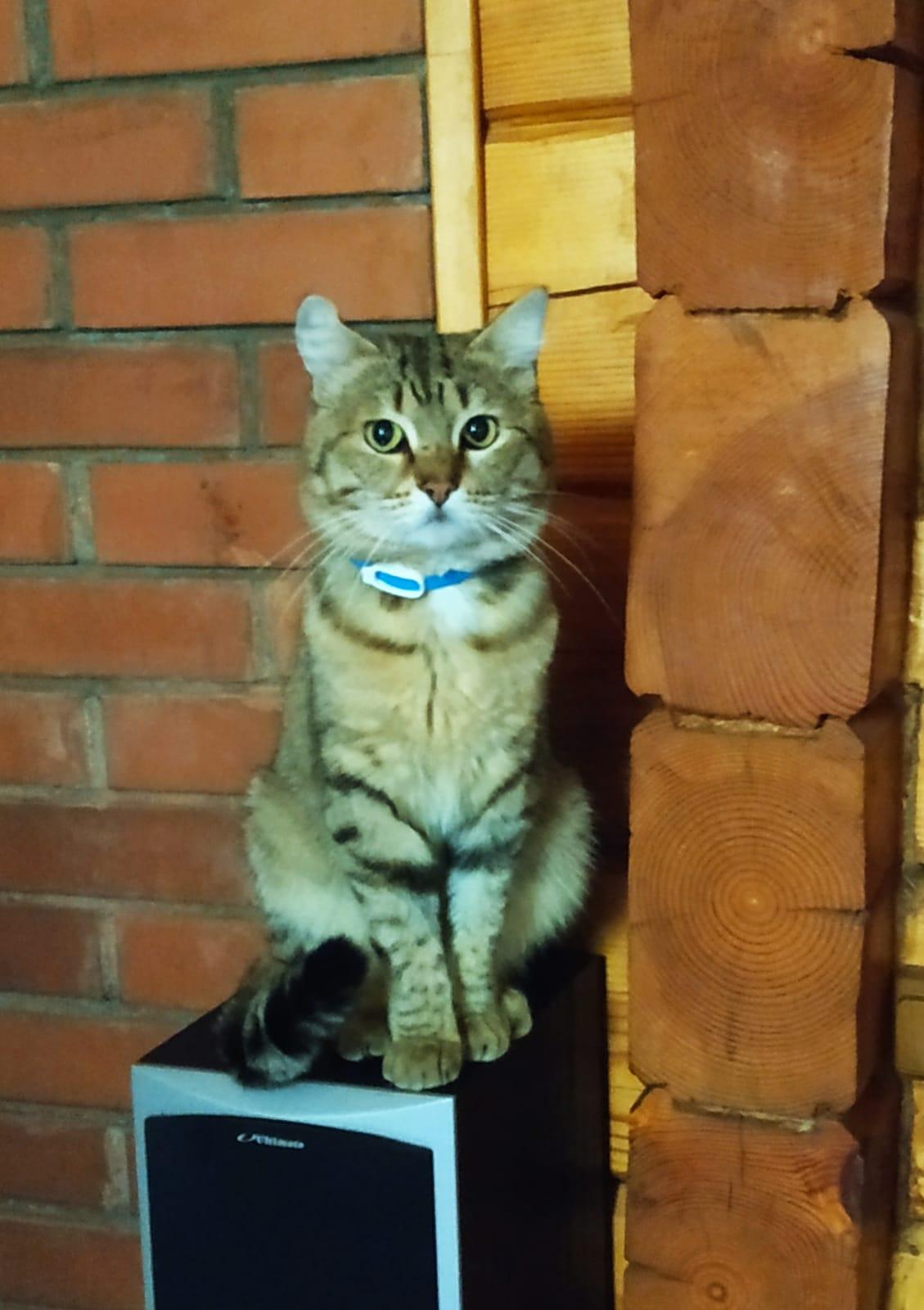 Фото В снегу и за рулем: в Новосибирске опубликовано свыше 50 фото милых питомцев к Дню кошек 7 - Сиб.ФМ Фото В снегу и за рулем: в Новосибирске опубликовано свыше 50 фото милых питомцев к Дню кошек 7